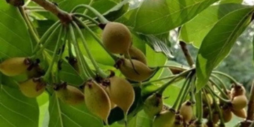 च्यूरा फल: सेहत के लिए एक वरदान