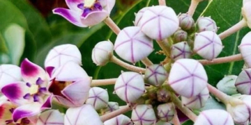 आक का फूल: आस्था और औषधि का संगम