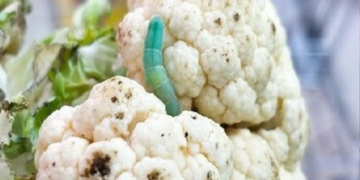 गोभी बिल्कुल कीट-मुक्त कैसे करें? अपनाएं ये सरल तरीके