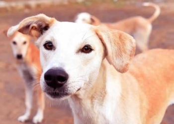 तेलंगाना में आवारा कुत्तों की सामूहिक हत्या का आरोप, 300 कुत्तों के मारे जाने की शिकायत