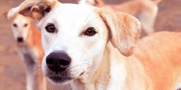 तेलंगाना में आवारा कुत्तों की सामूहिक हत्या का आरोप, 300 कुत्तों के मारे जाने की शिकायत