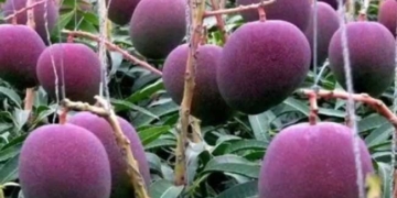 पूर्वांचल में उगने की तैयारी में दुनिया का सबसे महंगा आम ‘मियाजाकी’