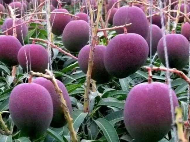 पूर्वांचल में उगने की तैयारी में दुनिया का सबसे महंगा आम ‘मियाजाकी’